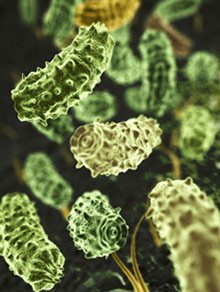 EMFs speed up the growth of microbes  