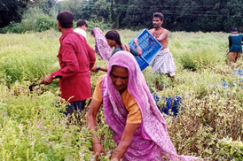 Organic Farming