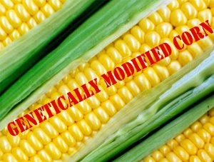 Genetically modified corn