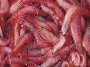 Is Krill Oil 48 Times Better Than Fish Oil?