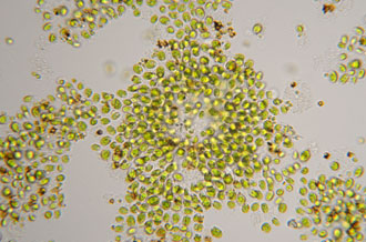 What is chlorella algae?