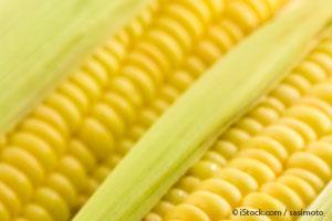 Hungary Destroys All Monsanto GMO Corn Fields