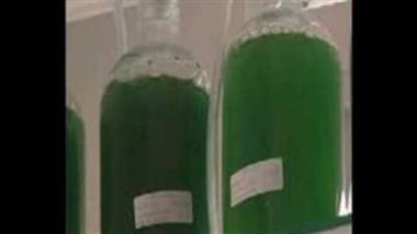 5 Grams Daily of Spirulina REVERSED Severe Radiation Poisoning in Chernobyl Children...