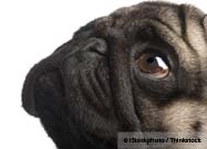Brachycephalic Dog
