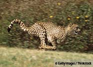 Running Cheetah