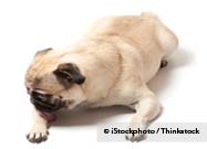 Dog Licking
