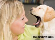 Dog Yawning