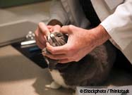 Giving Cat Pills