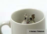 Pet Rat