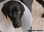 Neutering Male Dogs