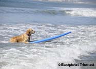Surfing Dog