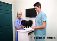 Dog Check-up