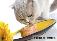 Cat Food
