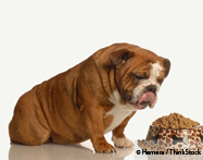 Chronic Disease in Pets