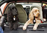 Pet in Vehicles