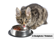 Pet Food