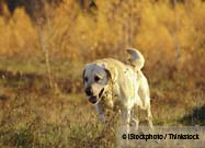 Hunting Dog