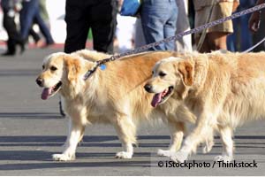 Golden Retrievers