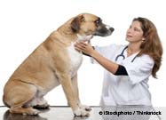 Dog Check-up