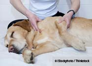 Pet Massage