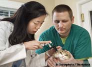 Treating Cat Diseases