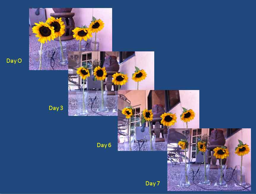 Sunflower Experiment 01