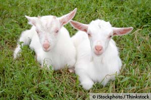 Des chèvres génétiquement modifiées pour produire du "lait vaccinal"!