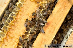What Biotech Company Blamed for Bee Collapse Just Bought Leading Bee Research Firm?