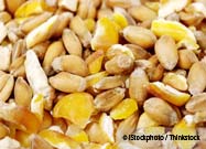 Corn in Pet Foods