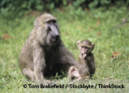 Baboons