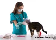 Cat Check-up
