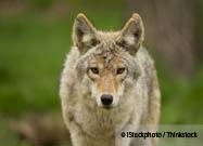 Coyote