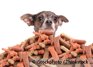 Pet Food