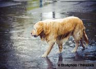 Save Pets