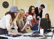 Dogs At Work
