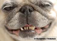 Oral Disease