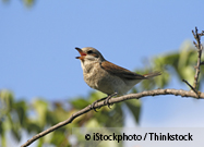 Singing Bird
