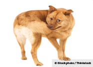 Dog Chasing Tail