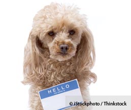 Unnamed Dog