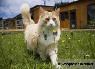Kitty Hunter