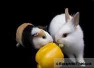 A Rabbit and A Rodent