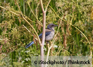 Western Scrub Jay