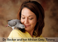 African Grey Parrot