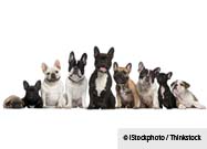 Different Dog Breeds