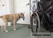 Assistance Dog