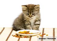Dry Food Diet