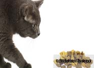 Cat Food