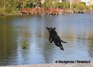 Dock Jumping