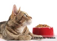 Cat Food