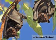 Bats